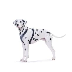 Hunter Geschirr Neopren Schwarz/Grau -Hund Sache Getchaft 41653 hunter geschirr neopren schwarz grau 00