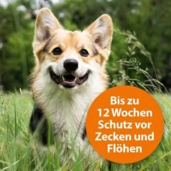 ARDAP Spot-On Für Hunde -Hund Sache Getchaft ardap spot on fur hunde 2