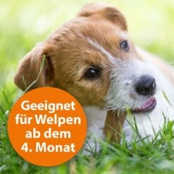 ARDAP Spot-On Für Hunde -Hund Sache Getchaft ardap spot on fur hunde 3