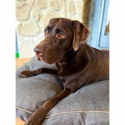 Aumüller Hundebett Basic Rechteckig 58 Cm 13 Aumüller Hundebett Basic Rechteckig 58 Cm -Hund Sache Getchaft aumueller hundebett basic rechteckig web 6OQ00miA7rU66C