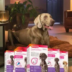 Beaphar CaniComfort® Starter-Kit Für Hunde 14 Beaphar CaniComfort® Starter-Kit Für Hunde -Hund Sache Getchaft beaphar canicomfort starter kit fur hunde 4