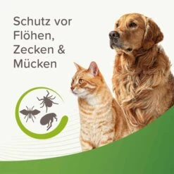 Beaphar Zecken- Und Flohschutz Spray 3x400ml 11 Beaphar Zecken- Und Flohschutz Spray 3x400ml -Hund Sache Getchaft beaphar zecken und flohschutz spray 400ml 58rxJDiqQ9Msrw