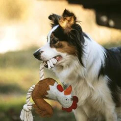 DUVO+ Farm Friends Ruby Rooster 37cm -Hund Sache Getchaft duvoplus farm friends ruby rooster 37cm web 3