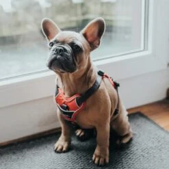 Hunter Geschirr Divo Hellblau 15 Hunter Geschirr Divo Hellblau -Hund Sache Getchaft hunter geschirr divo 2