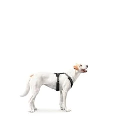 Hunter Geschirr Maldon Grau -Hund Sache Getchaft hunter geschirr maldon grau 4