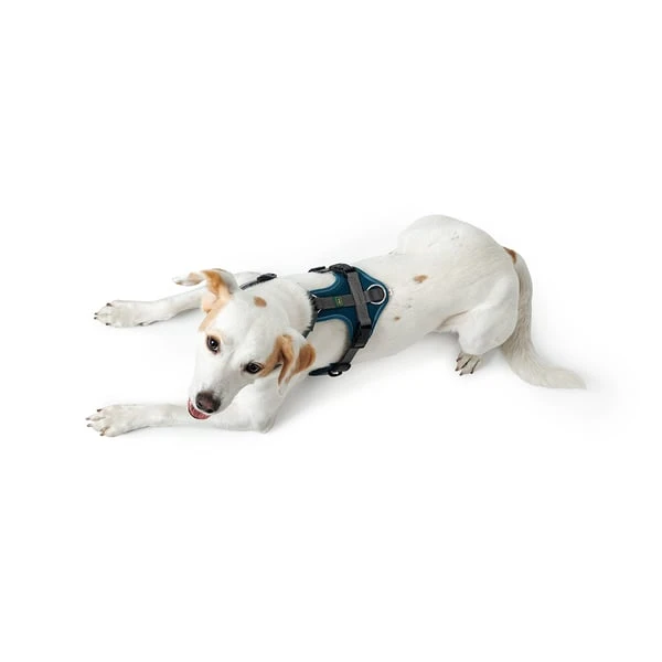 Hunter Geschirr Maldon Petrol 6 Hunter Geschirr Maldon Petrol – Bild 4