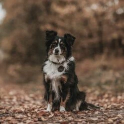 Hunter Halsband Aalborg Schwarz -Hund Sache Getchaft hunter halsband aalborg 2