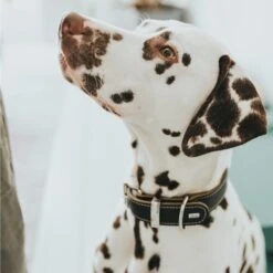 Hunter Halsband Aalborg Special Cognac 13 Hunter Halsband Aalborg Special Cognac -Hund Sache Getchaft hunter halsband aalborg special 2608abf35a567a