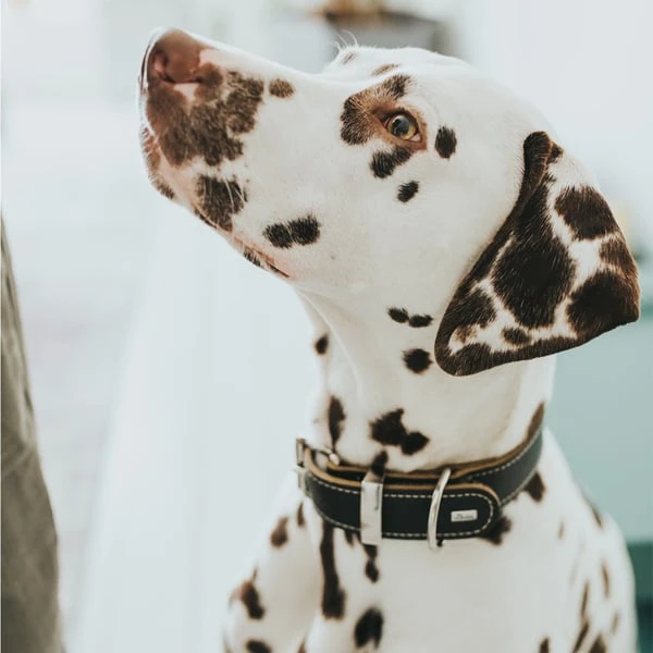 Hunter Halsband Aalborg Special Cognac 7 Hunter Halsband Aalborg Special Cognac – Bild 5