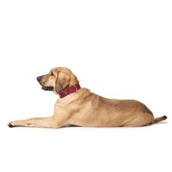 Hunter Halsband Aalborg Special Cognac 14 Hunter Halsband Aalborg Special Cognac -Hund Sache Getchaft hunter halsband aalborg special 3