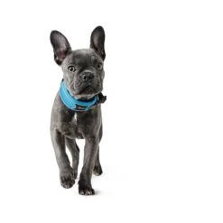 Hunter Halsung Divo Grau -Hund Sache Getchaft hunter halsung divo 1608ac25556d68