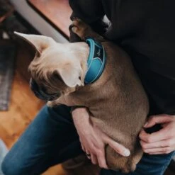 Hunter Halsung Divo Hellblau -Hund Sache Getchaft hunter halsung divo 2