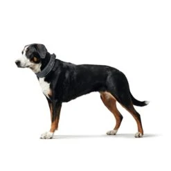 Hunter Halsung Divo Grau -Hund Sache Getchaft hunter halsung divo 3