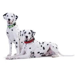 Hunter Neopren Vario Plus Halsung Rot/schwarz -Hund Sache Getchaft hunter neopren vario plus halsung rot schwarz 2