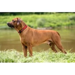 Hunter Neopren Vario Plus Halsung Rot/schwarz -Hund Sache Getchaft hunter neopren vario plus halsung rot schwarz 3