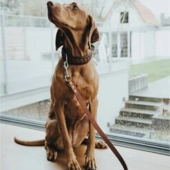 Hunter Verstellbare Führleine Aalborg Cognac -Hund Sache Getchaft hunter verstellbare fuehrleine aalborg608abf59cd7b7