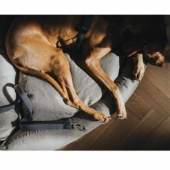 Hunter Verstellbare Führleine Divo Grau 8 Hunter Verstellbare Führleine Divo Grau -Hund Sache Getchaft hunter verstellbare fuehrleine divo grau 3