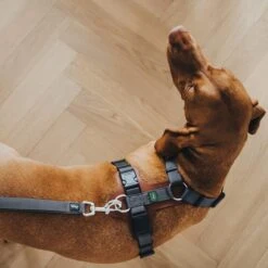 Hunter Verstellbare Führleine Divo Grau 9 Hunter Verstellbare Führleine Divo Grau -Hund Sache Getchaft hunter verstellbare fuehrleine divo grau 4