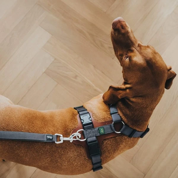 Hunter Verstellbare Führleine Divo Grau 6 Hunter Verstellbare Führleine Divo Grau – Bild 4