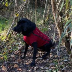 IEnergy OSC Isolierende Outdoor-Hundejacke 12 IEnergy OSC Isolierende Outdoor-Hundejacke -Hund Sache Getchaft ienergy osc hundejacke 5