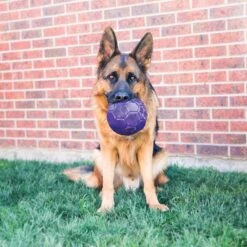 KONG Flexball -Hund Sache Getchaft kong flex ball 4