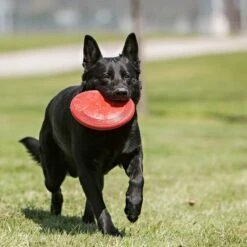 KONG Flyer Frisbee -Hund Sache Getchaft kong flyer frisbee web 3