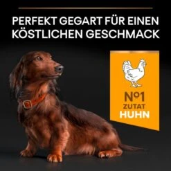 PRO PLAN Small & Mini Adult 9+ Huhn -Hund Sache Getchaft pro plan small und mini adult 9plus huhn 3