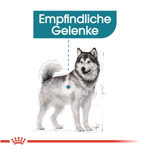 ROYAL CANIN JOINT CARE MAXI Trockenfutter Für Große Hunde Mit Empfindlichen Gelenken 4 ROYAL CANIN JOINT CARE MAXI Trockenfutter Für Große Hunde Mit Empfindlichen Gelenken – Bild 2