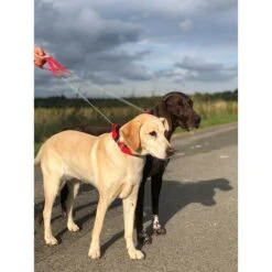 WowWow Professional Halsband Rot -Hund Sache Getchaft wowwow halsband alle 16091513587714