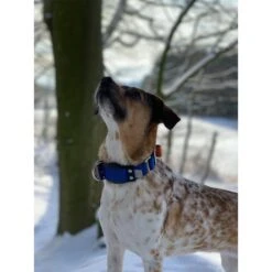 WowWow Professional Halsband Blau -Hund Sache Getchaft wowwow halsband alle 2