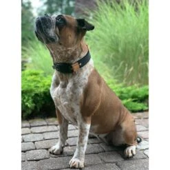 WowWow Professional Halsband Schwarz -Hund Sache Getchaft wowwow halsband alle 36091510abd95a