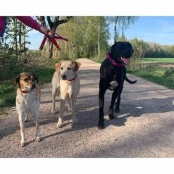 WowWow Professional Halsband Rot -Hund Sache Getchaft wowwow halsband alle 460915138974a3