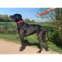 WowWow Professional Halsband Blau -Hund Sache Getchaft wowwow halsband alle 5