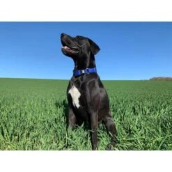 WowWow Professional Halsband Schwarz -Hund Sache Getchaft wowwow halsband alle 660915118398a4