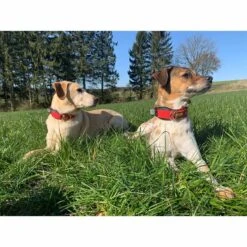 WowWow Professional Halsband Rot -Hund Sache Getchaft wowwow halsband alle 76091513c8659d