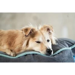 ZooRoyal Hundekissen Elias Anthrazit -Hund Sache Getchaft zooroyal hundekissen elias anthrazit 3